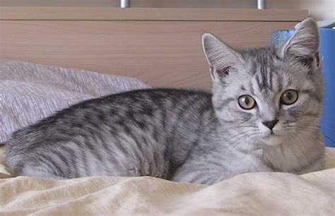 猫起名字大全文雅