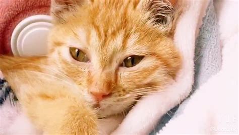 给橘猫起名字