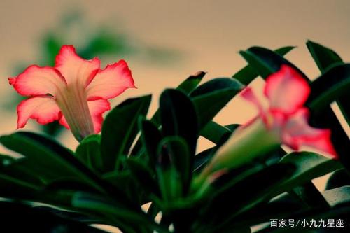 不好惹的人叫什么?