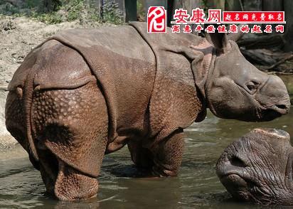 何姓马年宝宝