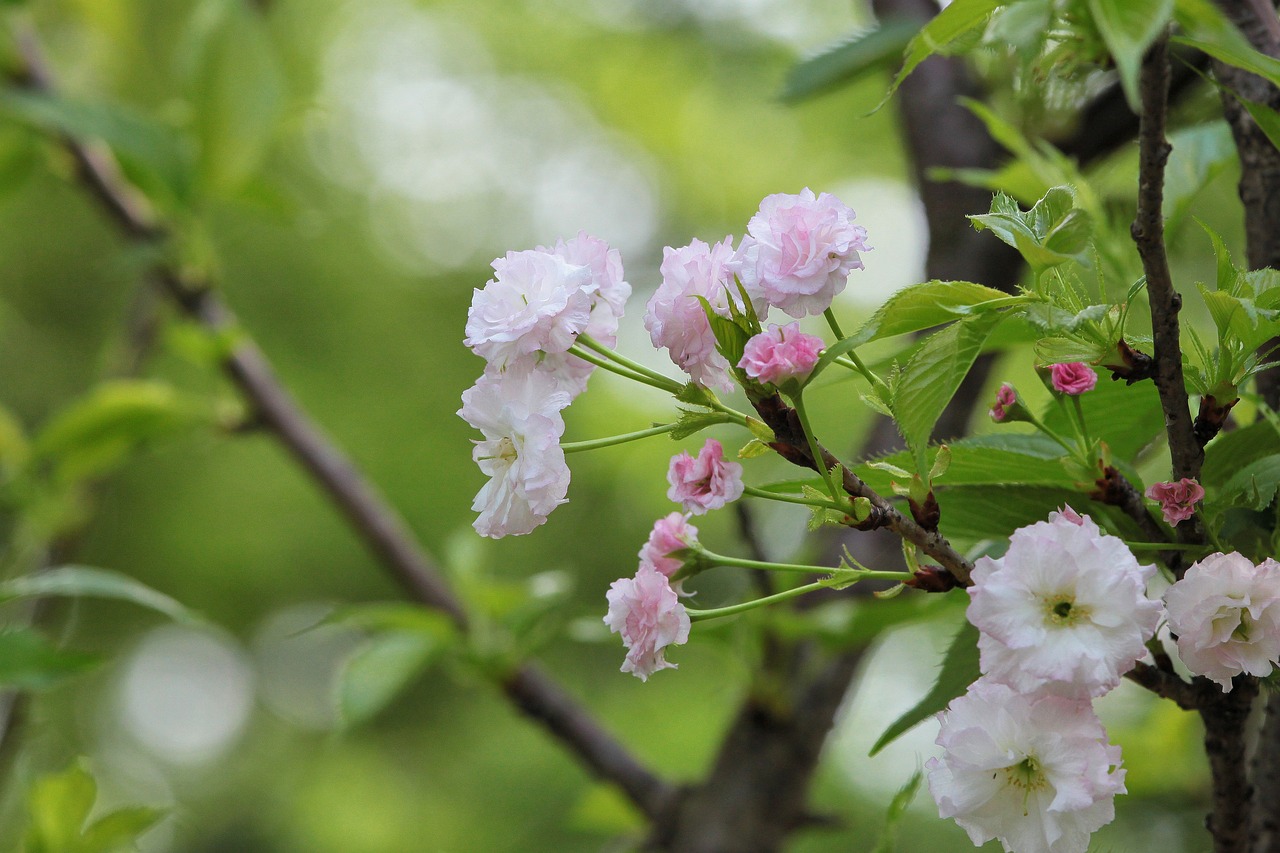 古典雅韵·花仙命定——为你的小花仙取个诗意盎然的名字