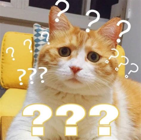 呆萌可爱的猫咪名字