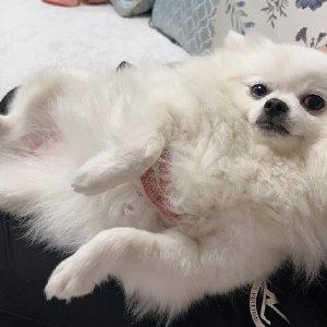 狗狗起名寓意好的名字
