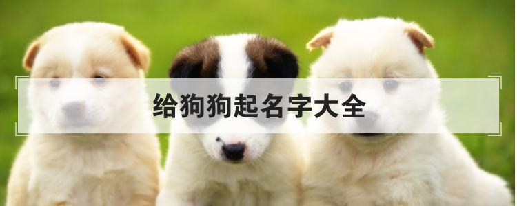 可爱狗狗名字起名的文化趋势与产业发展分析