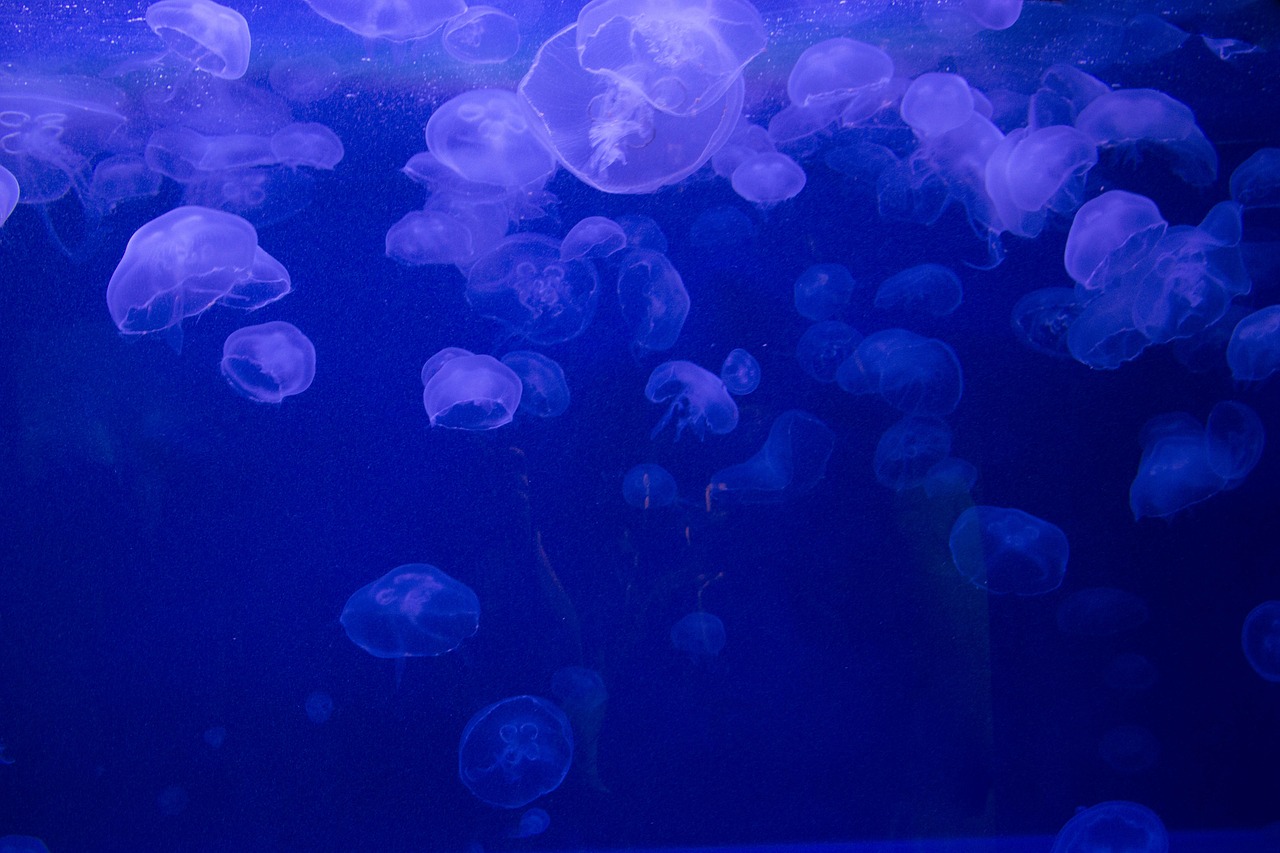 海蜇入侵浙江一电厂，生态失衡的警示与海洋保护的紧迫性