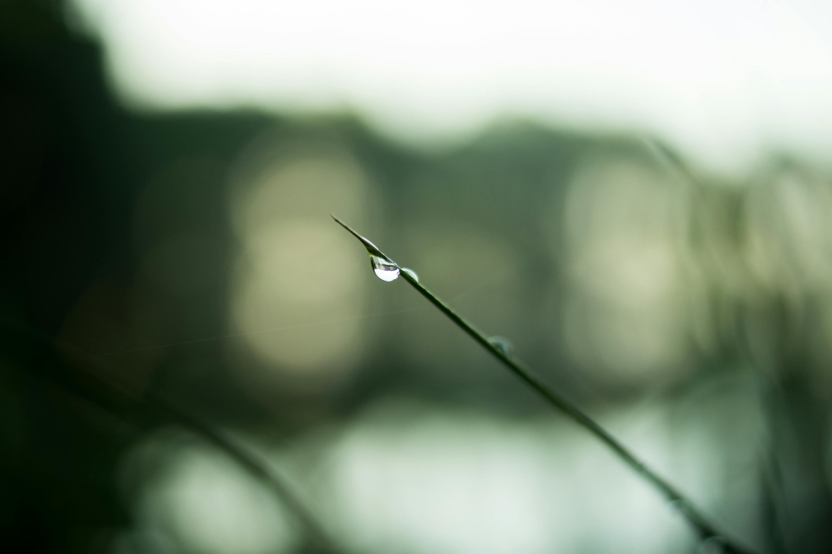 探秘春之礼赞——谷雨，唤醒大地的温柔诗篇