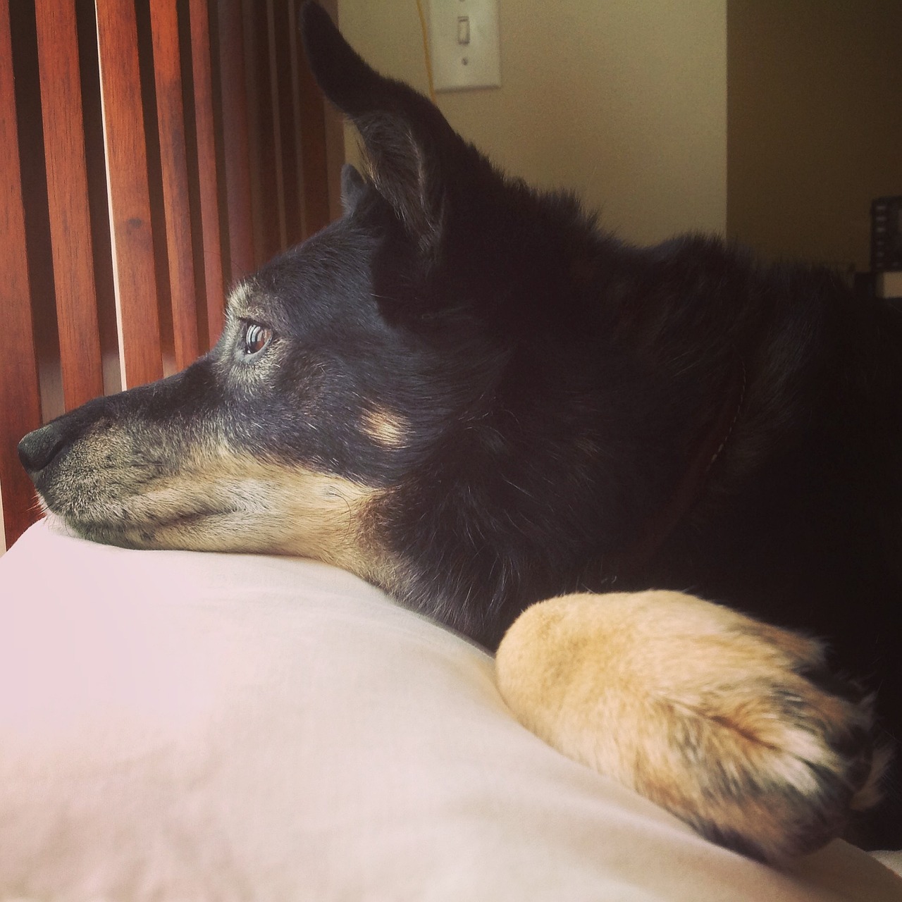 通报母女被恶犬咬伤事件，警惕宠物安全，共筑和谐社会
