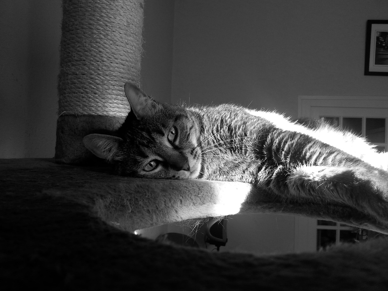 萌动心灵的守护者，可爱猫咪头像的魅力与影响力