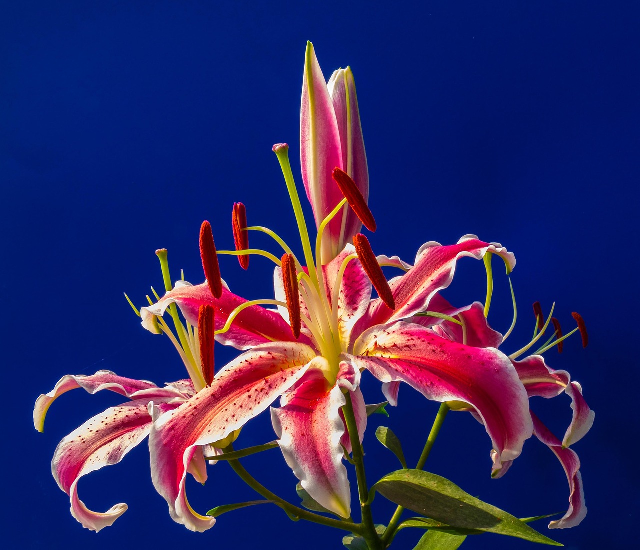 龙腾四海,2024年属龙人的出生月运势全解析